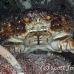 crab_clinging_channel_rgi_wc_h_0032_tci1801.jpg